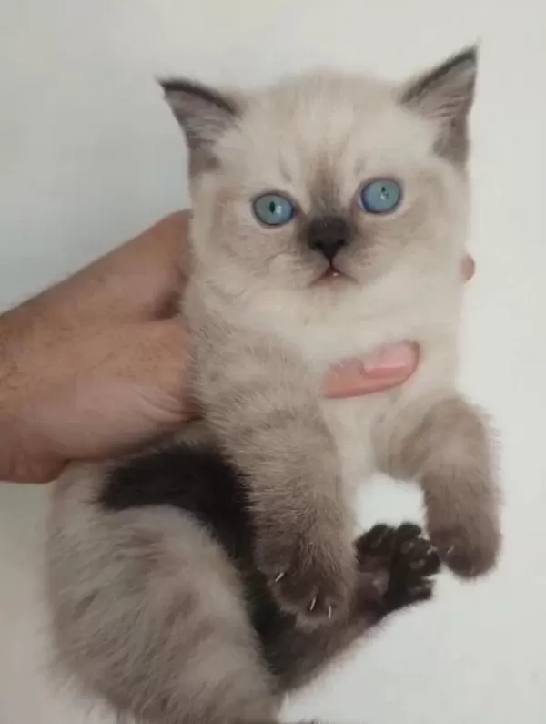 Harika Blue Point Kedimiz