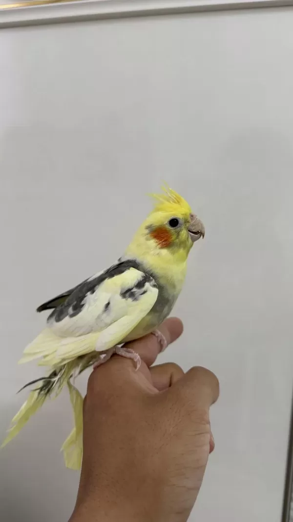 Sultan Papağanı Sahiplendirilecek