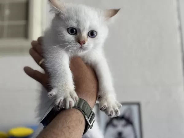 Ankaranın En Seçkin British Shorthair Yavruları