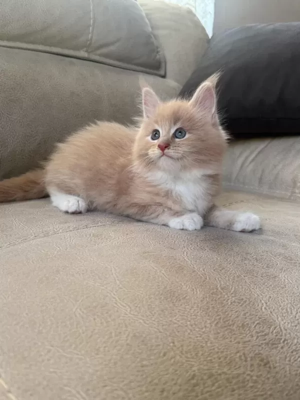 Evde Yetişmiş Şampiyon Dedenin Maine Coon Son Torunu Hazir