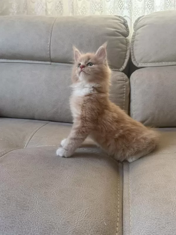 Evde Yetişmiş Şampiyon Dedenin Maine Coon Son Torunu Hazir