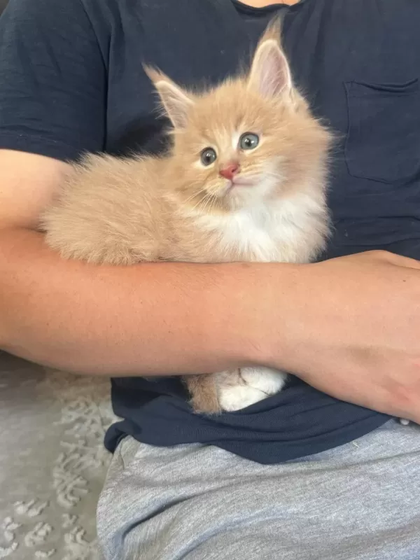 Evde Yetişmiş Şampiyon Dedenin Maine Coon Son Torunu Hazir