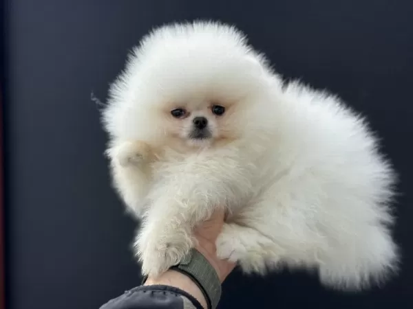 Ankarada Safkan Pomeranian Yavrular Petmode Den
