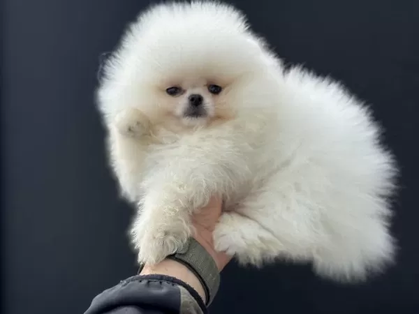 Ankarada Safkan Pomeranian Yavrular Petmode Den