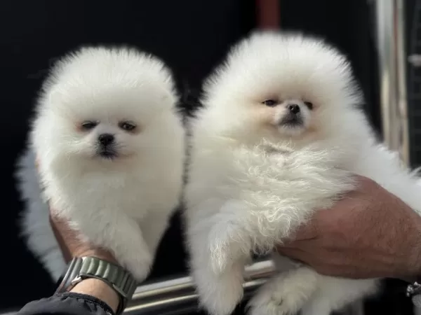 Ankarada Safkan Pomeranian Yavrular Petmode Den