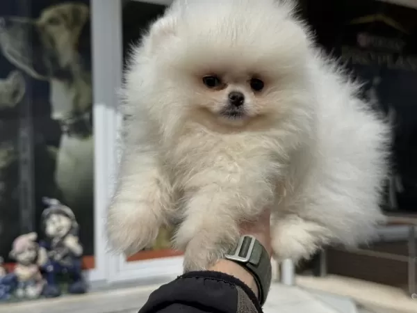 Ankarada Safkan Pomeranian Yavrular Petmode Den