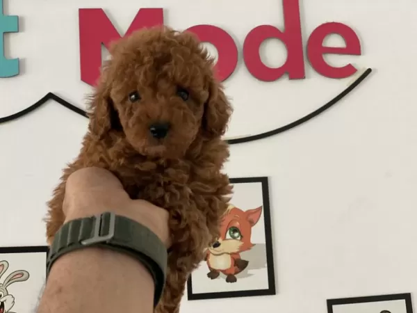 Ankaranın En Güzel Toy Poodle Yavruları Petmode Den