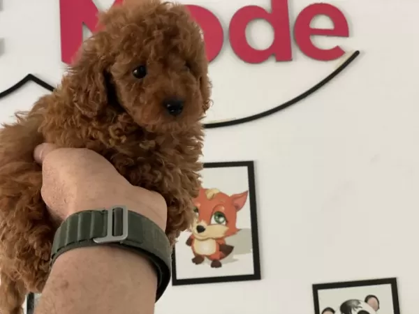 Ankaranın En Güzel Toy Poodle Yavruları Petmode Den