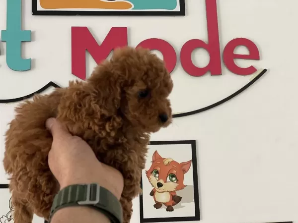 Ankaranın En Güzel Toy Poodle Yavruları Petmode Den