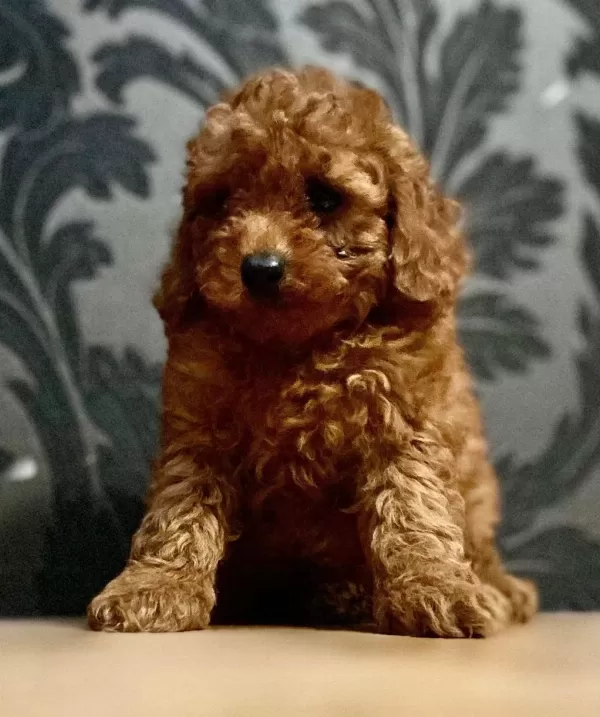 Ankaranın En Güzel Toy Poodle Yavruları Petmode Den