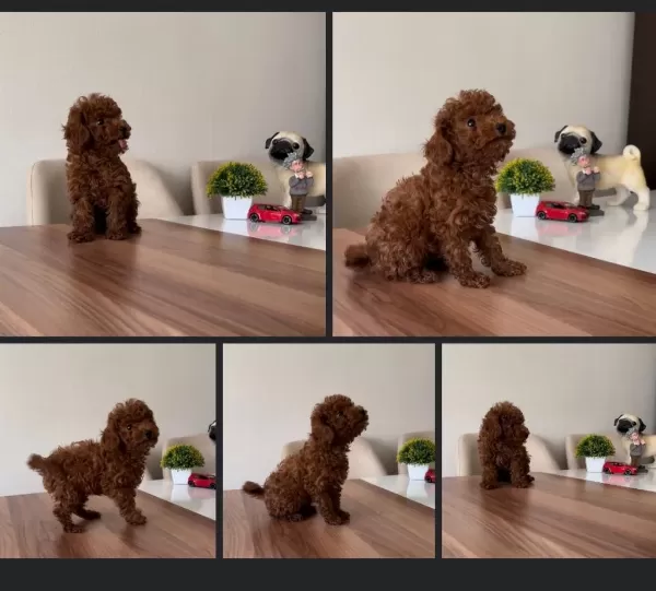 Ankaranın En Güzel Toy Poodle Yavruları Petmode Den