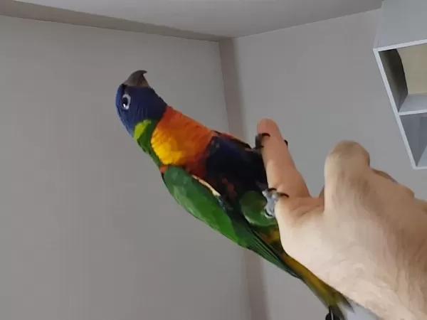 Full Evcil Lori Papağanı 85 Günlük