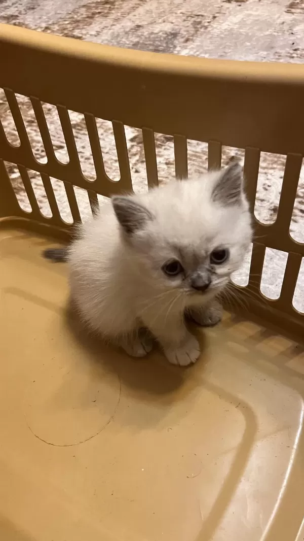 British Shorthair Ve Longhair