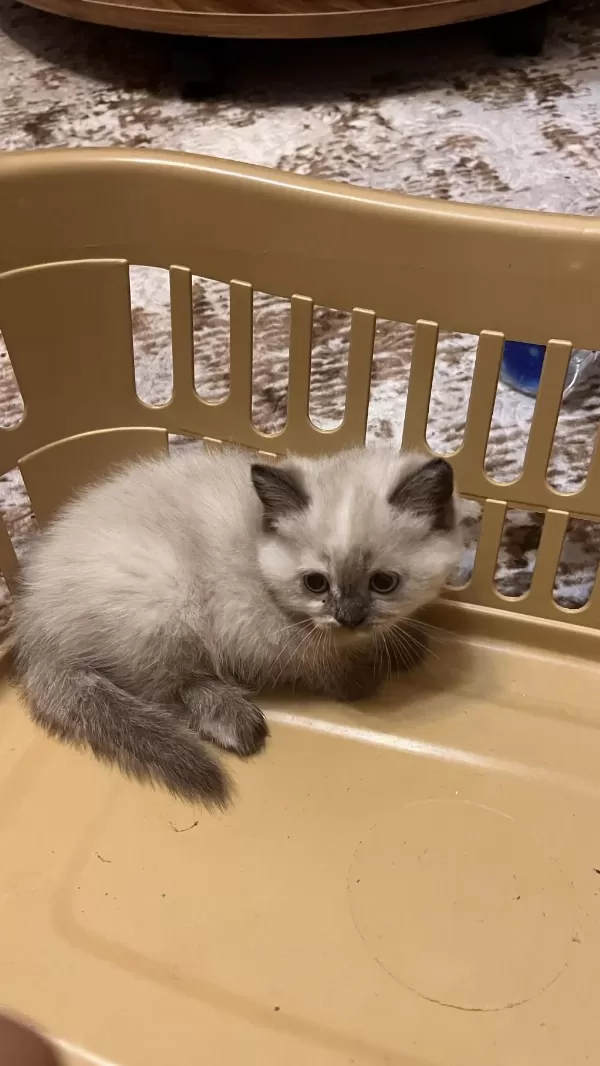 British Shorthair Ve Longhair