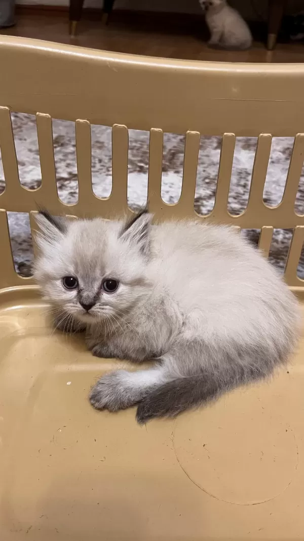 British Shorthair Ve Longhair
