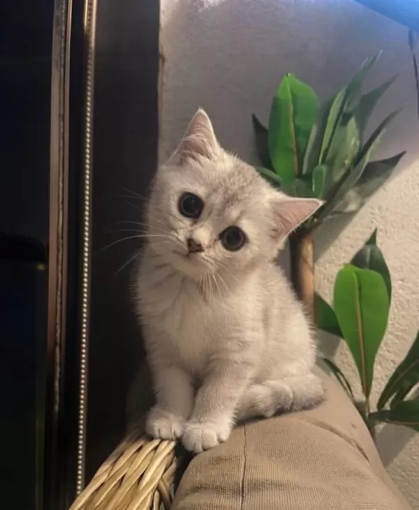 Boncuk Gözlü British Shorthair Bebeğim