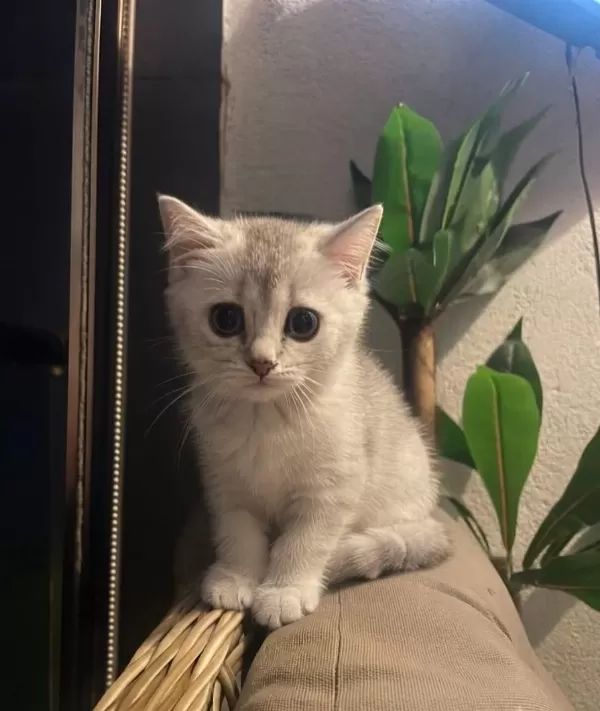 Boncuk Gözlü British Shorthair Bebeğim