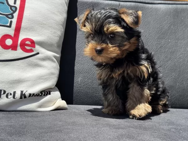 Petmode Köpek Çiftliğinden Tea Cup Yorkshire