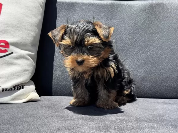 Petmode Köpek Çiftliğinden Tea Cup Yorkshire