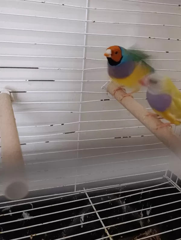 Takım Gökkusağı İspinoz Takım