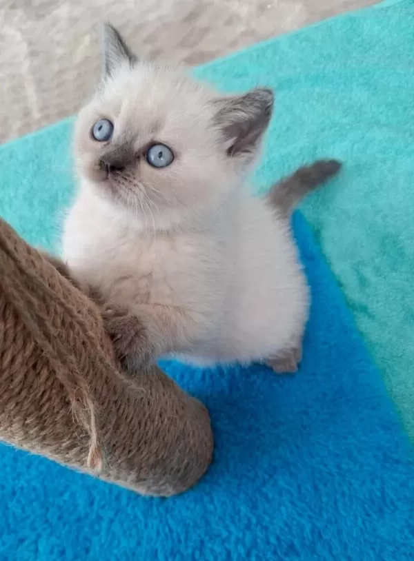 Yeni Yuvasına Hazır British Shorthair Yavrumuz