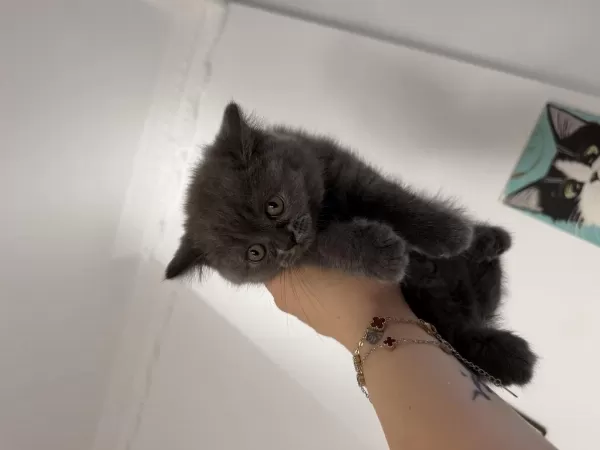 Orjinal Safkan Top Kafa Dişi British Shorthair