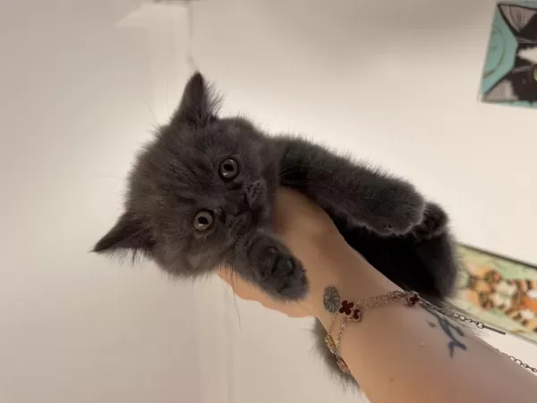 Orjinal Safkan Top Kafa Dişi British Shorthair