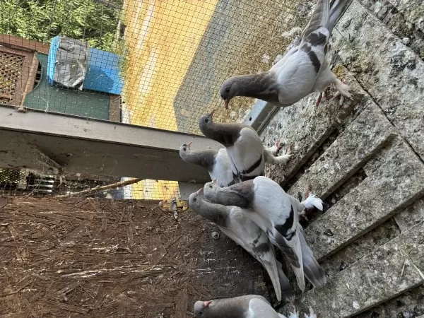 Sağlıklı Oyunlu Güvercinler