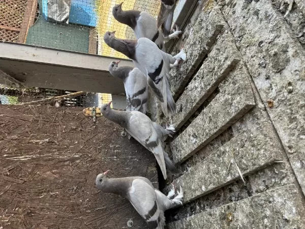 Sağlıklı Oyunlu Güvercinler
