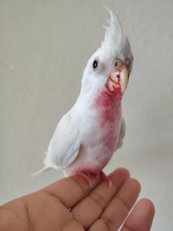 Albino Bebek Sultan Papağanı