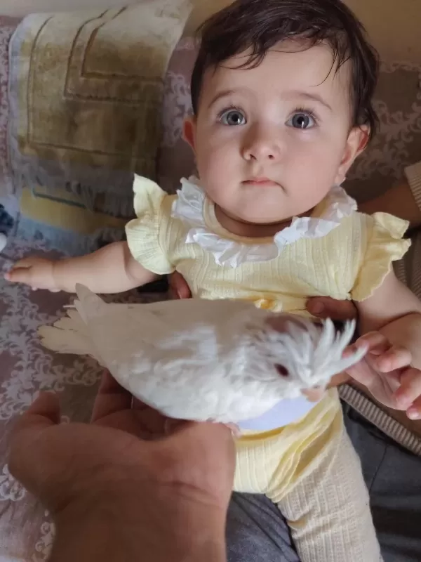 Albino Bebek Sultan Papağanı