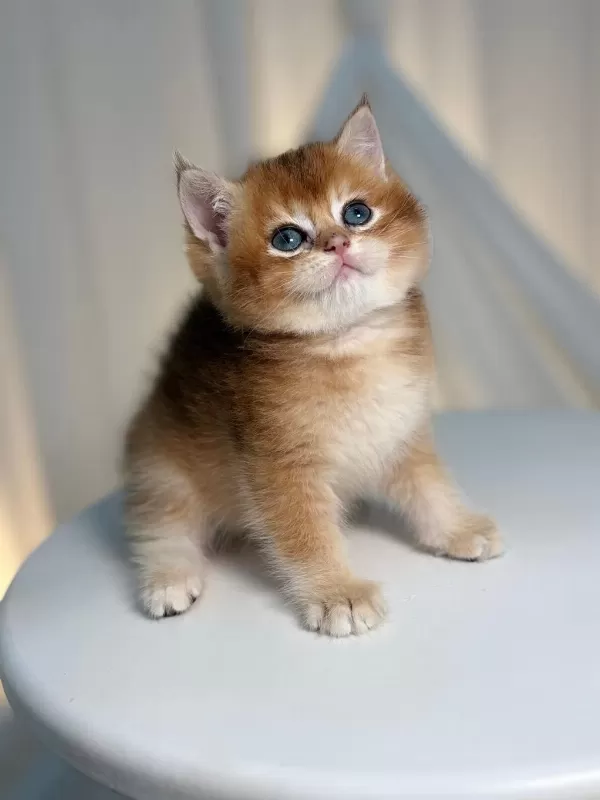 Golden British Shorthair