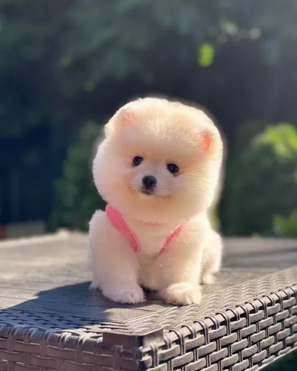 Karbeyaz Pomeranian Boo