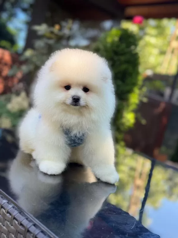A Kalite Pomeranian Boo
