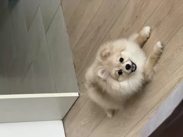 7 Aylık Dişi Pomeranian
