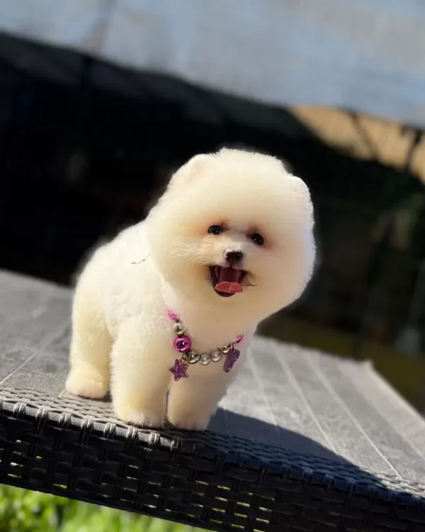 Pamuk Şekeri Pomeranian Boo