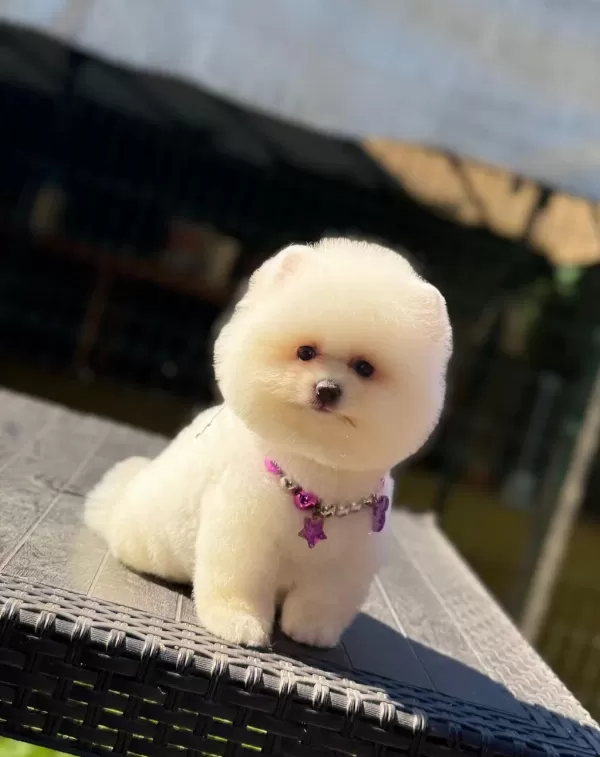 Pamuk Şekeri Pomeranian Boo