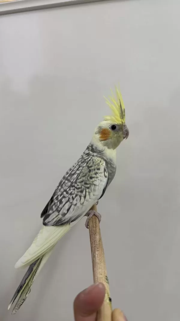 Sultan Papağanları Sahiplendirilecek