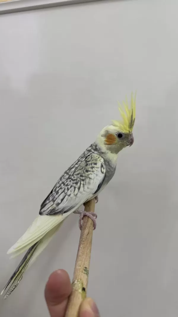 Sultan Papağanları Sahiplendirilecek