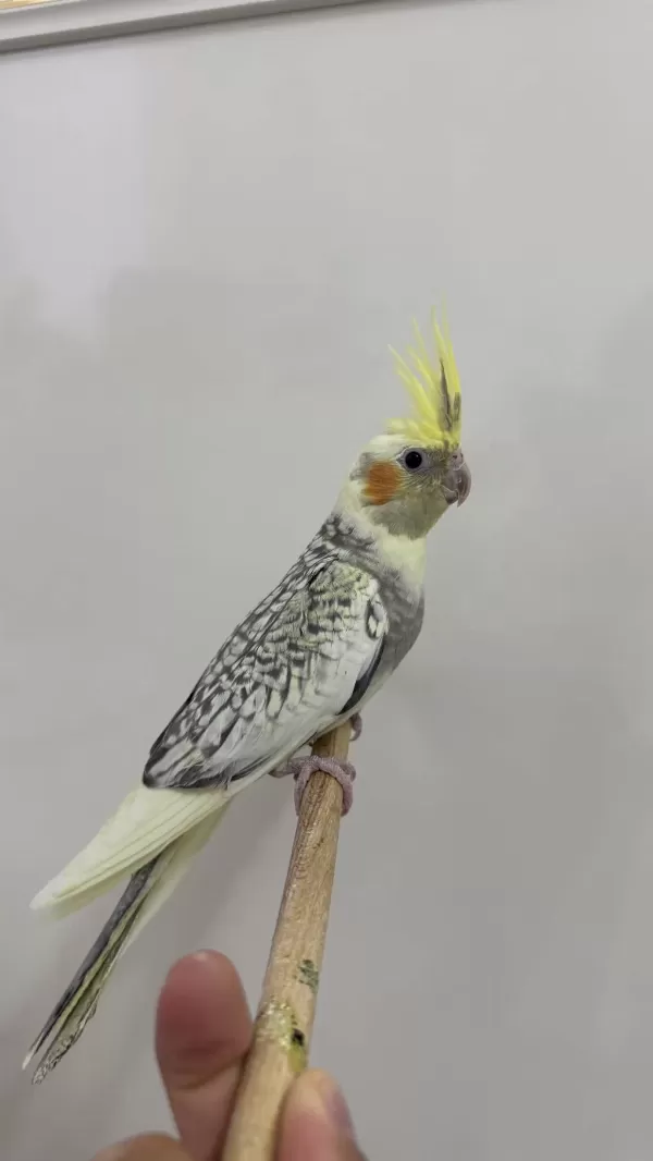 Sultan Papağanları Sahiplendirilecek