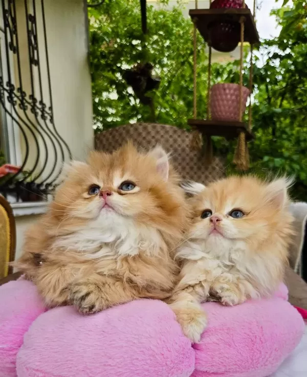 Kaliteli Safkan British Longhair