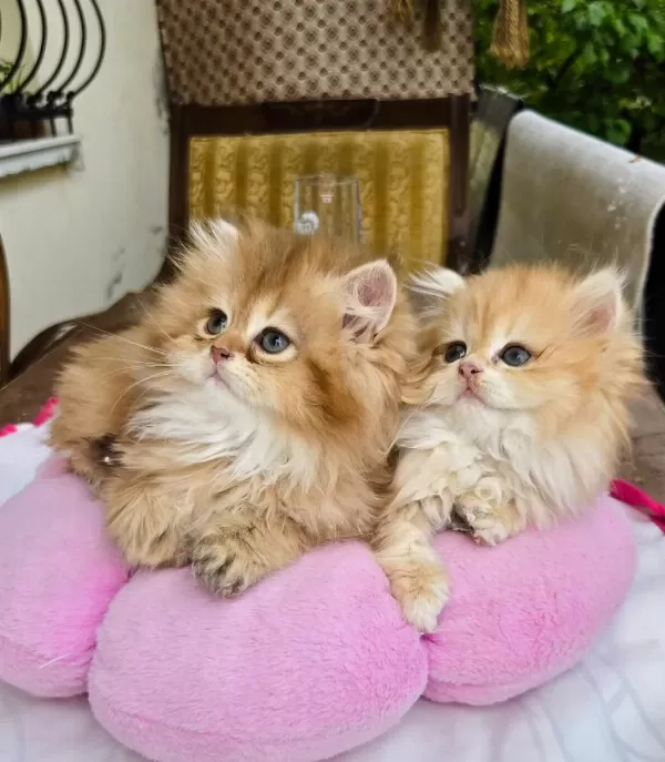 Kaliteli Safkan British Longhair