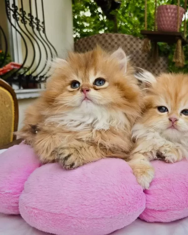 Kaliteli Safkan British Longhair