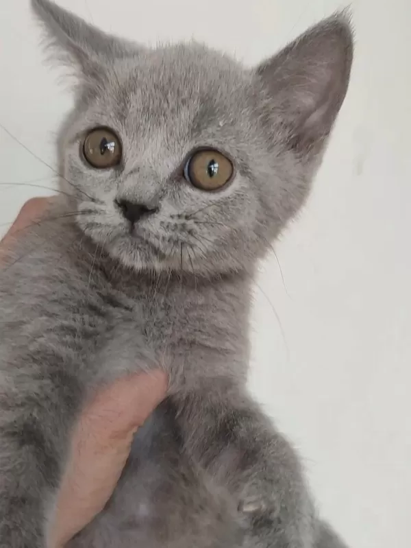 Safkan Üretim British Shorthair