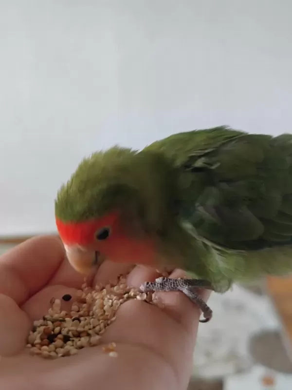 3 Aylık Cennet Papağanı