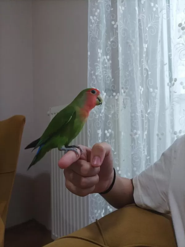 Sevda Papağani Kafes İle Beraber