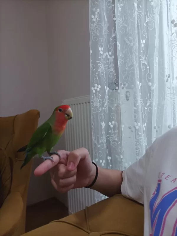 Sevda Papağani Kafes İle Beraber
