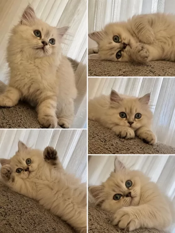 3 Aylık Erkek British Longhair Yavru