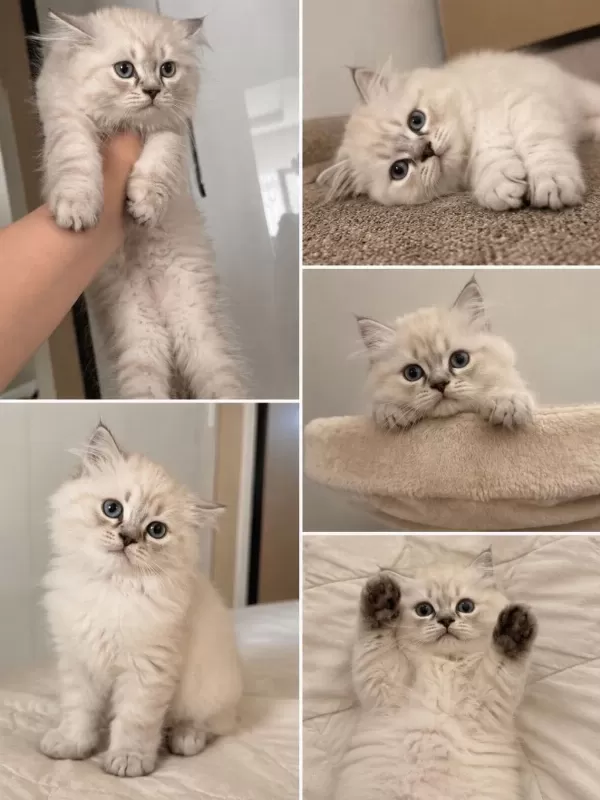 3 Aylık Erkek British Longhair Yavru