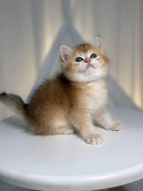 Black Golden Shaded Prenses Kediler